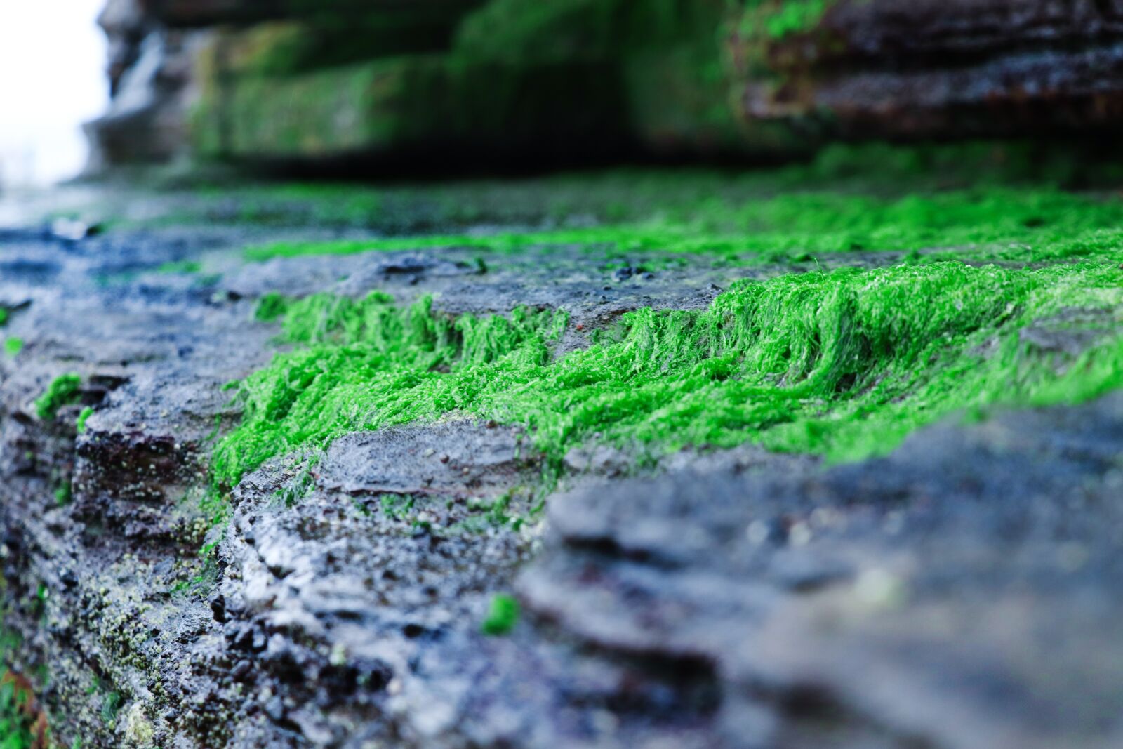 Canon EOS 77D (EOS 9000D / EOS 770D) sample photo. Rock, moss, moist photography
