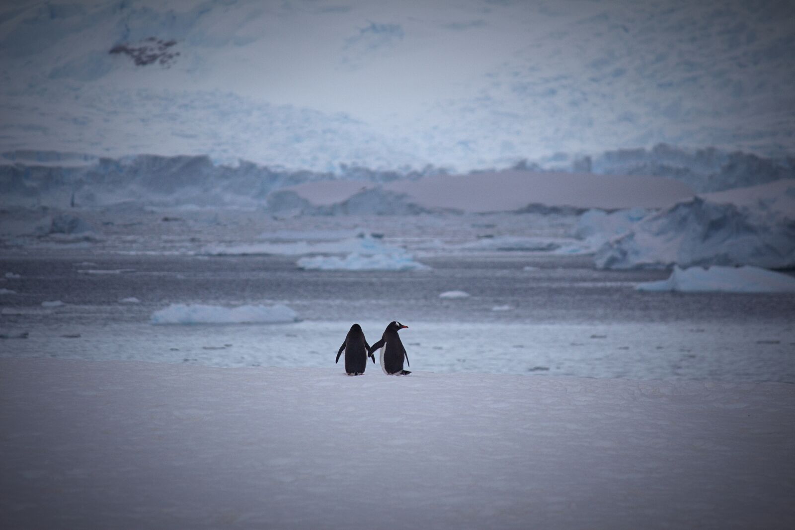 Canon EF-S 55-250mm F4-5.6 IS II sample photo. Two, penguins, at, snow photography