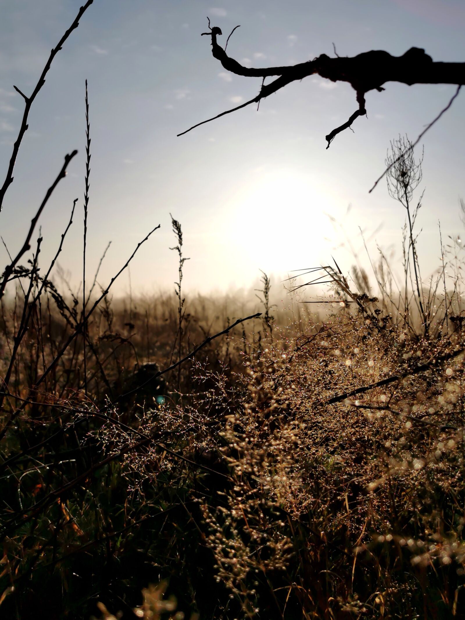 HUAWEI P30 Pro sample photo. Village, dew, meadow photography