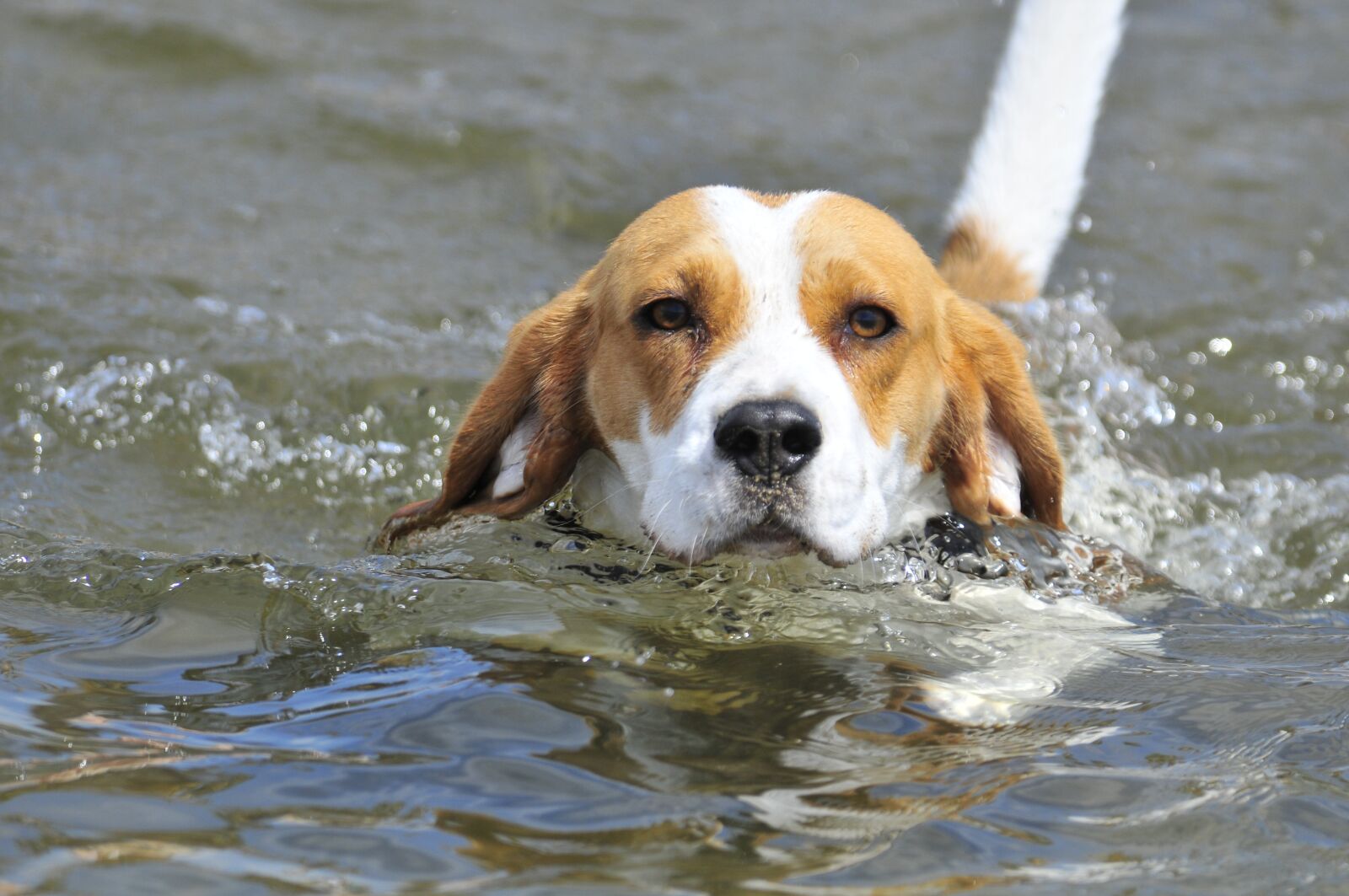 Nikon D300 sample photo. Dog, animals, pets photography
