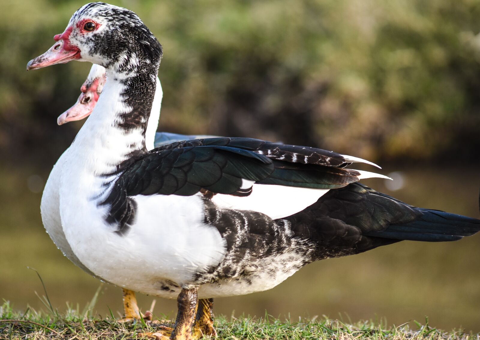 Nikon D5500 sample photo. Duck, ave, waterfowl photography