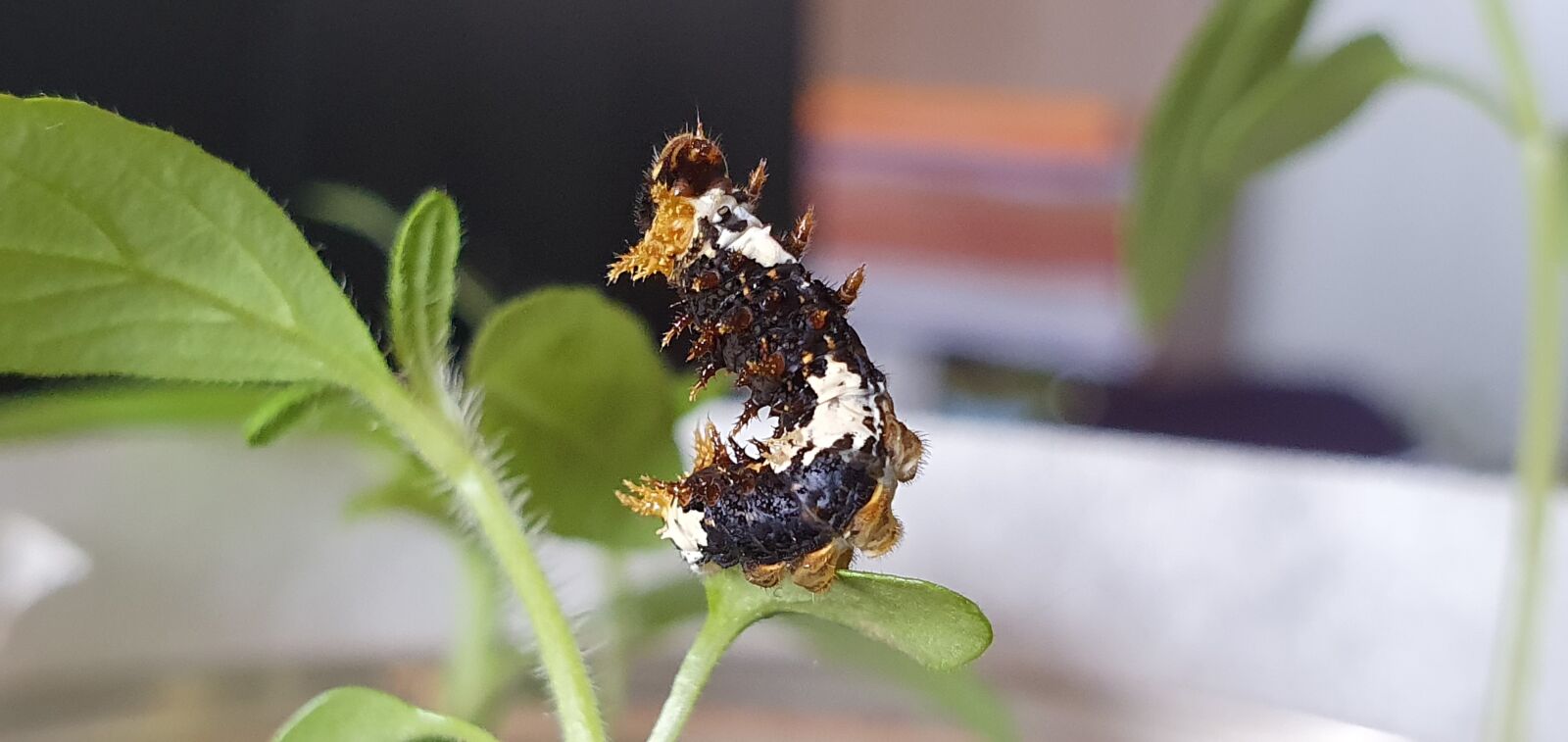 Samsung Galaxy S10 sample photo. Caterpillar, insect, metamorphosis photography