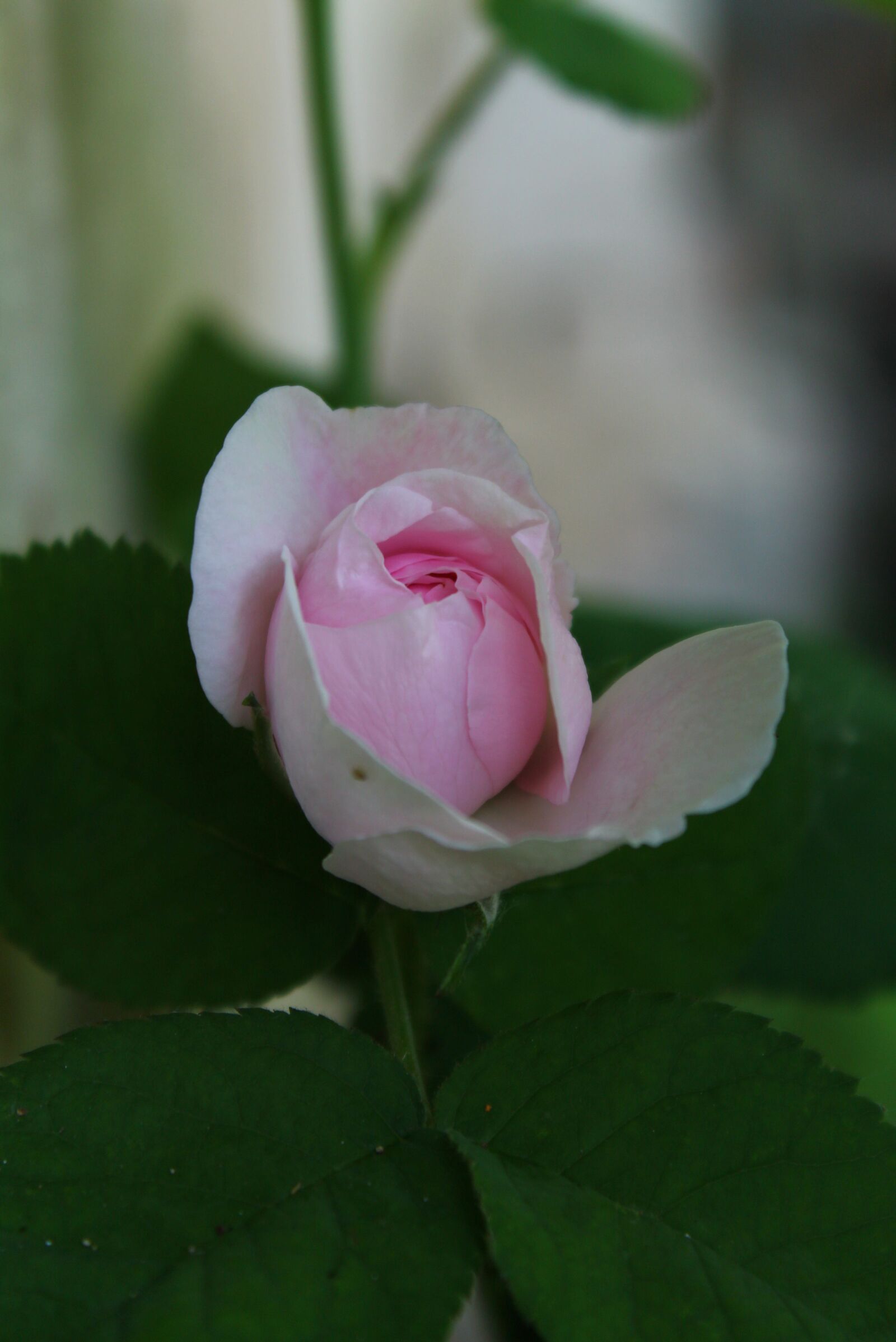 Canon EOS 1100D (EOS Rebel T3 / EOS Kiss X50) sample photo. Rose, macro, flowers photography