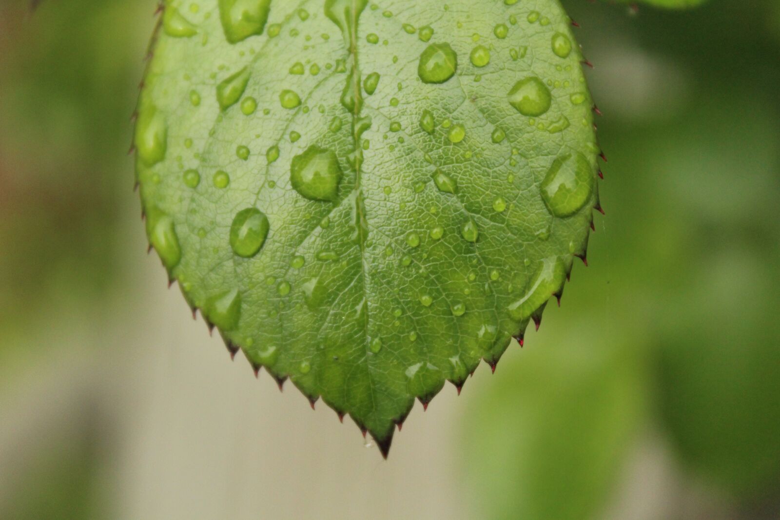 Canon EOS 1200D (EOS Rebel T5 / EOS Kiss X70 / EOS Hi) sample photo. Leaf, green, drops photography