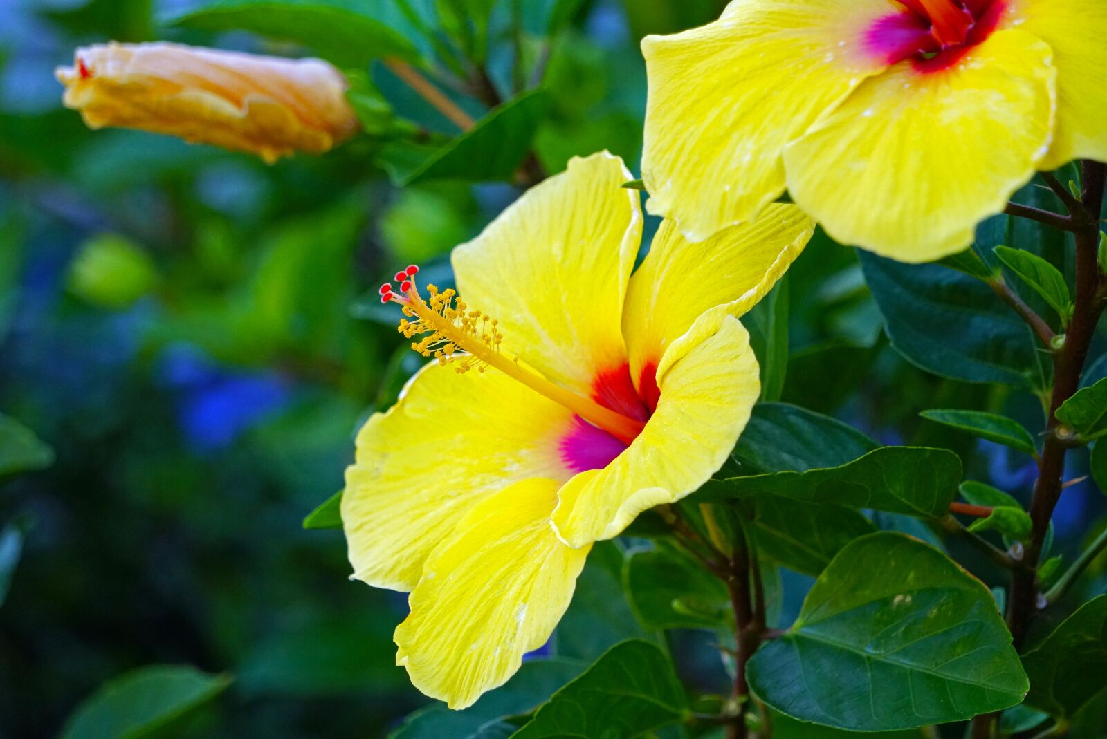 Sony a6500 + Sony E 55-210mm F4.5-6.3 OSS sample photo. Hibiscus, yellow, green photography