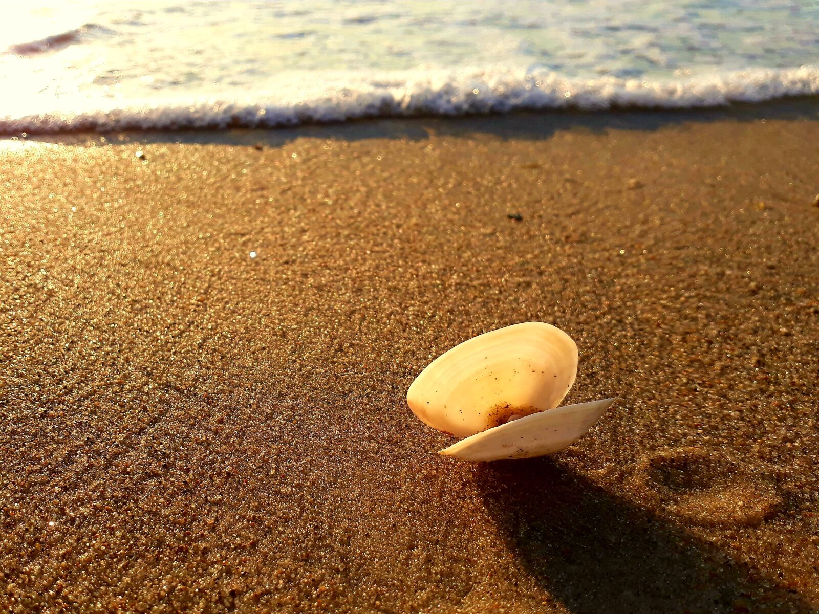 Samsung Galaxy A3(2017) sample photo. Shell, sand, sunset photography