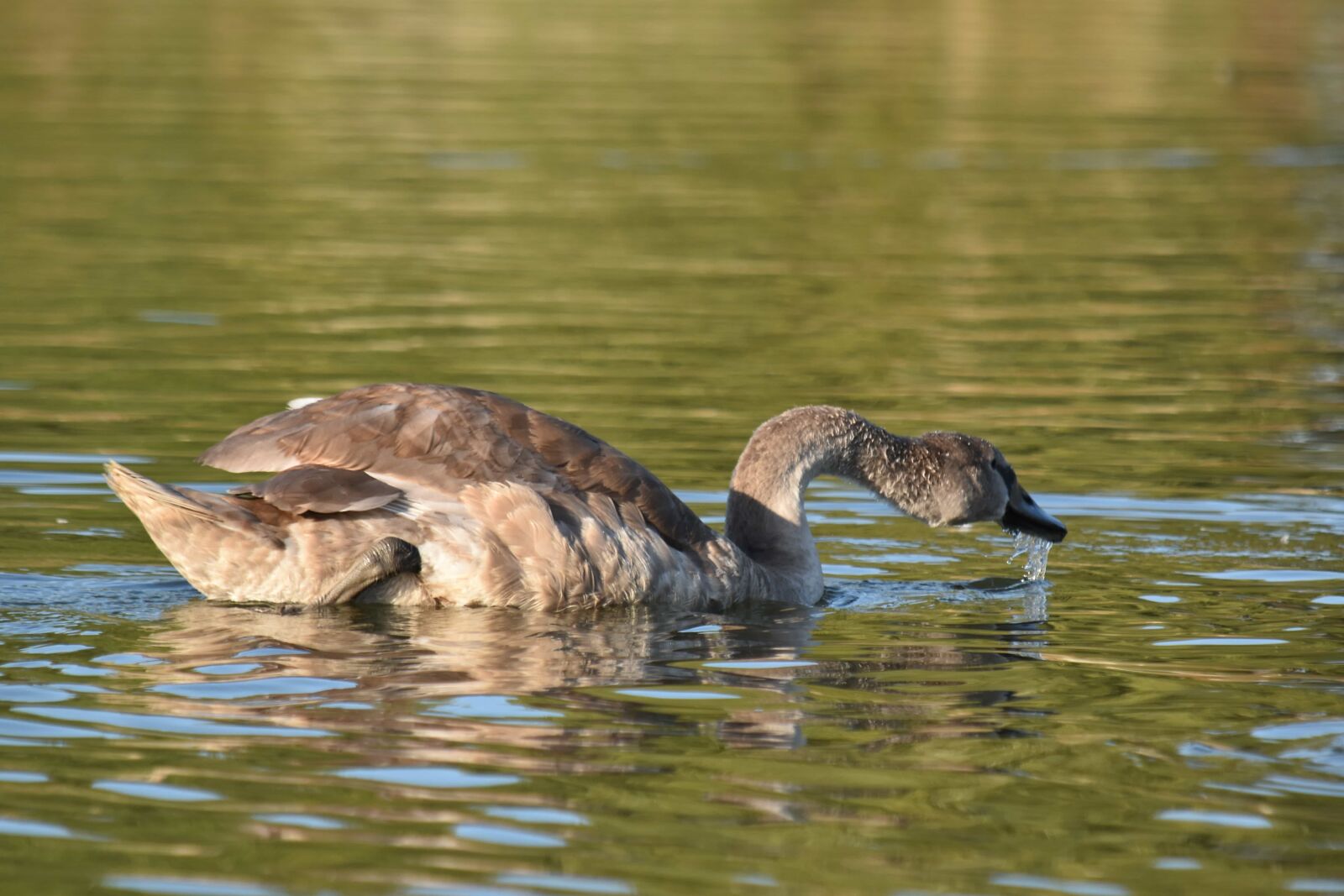 Nikon D5500 sample photo. Movement, sunshine, swan, water photography