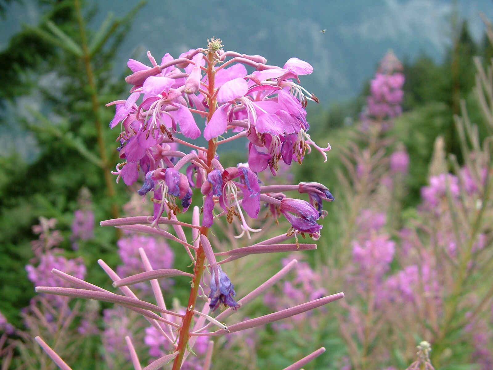 Fujifilm FinePix S602 ZOOM sample photo. Fireweed, plant, outdoors photography