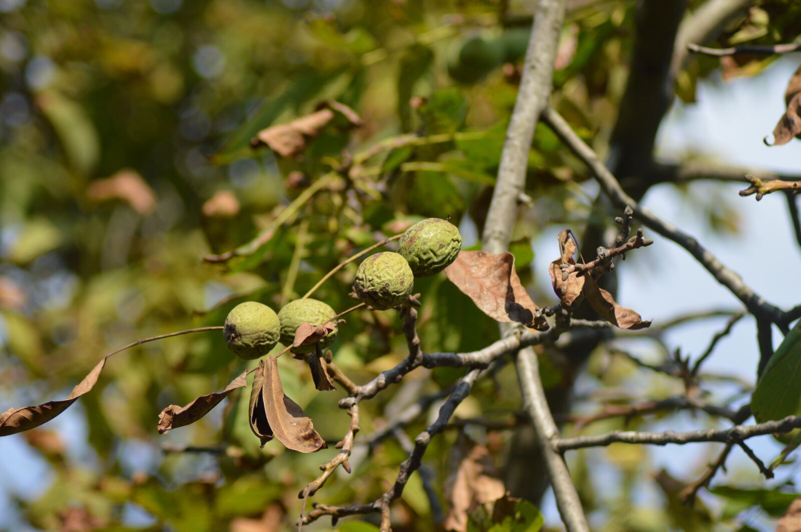 Nikon D3200 sample photo. Autumn, fruit, foliage photography