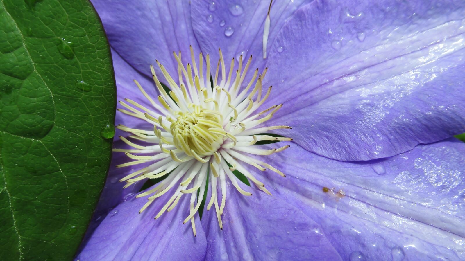 Canon PowerShot SX620 HS sample photo. Clematis, flower, purple photography