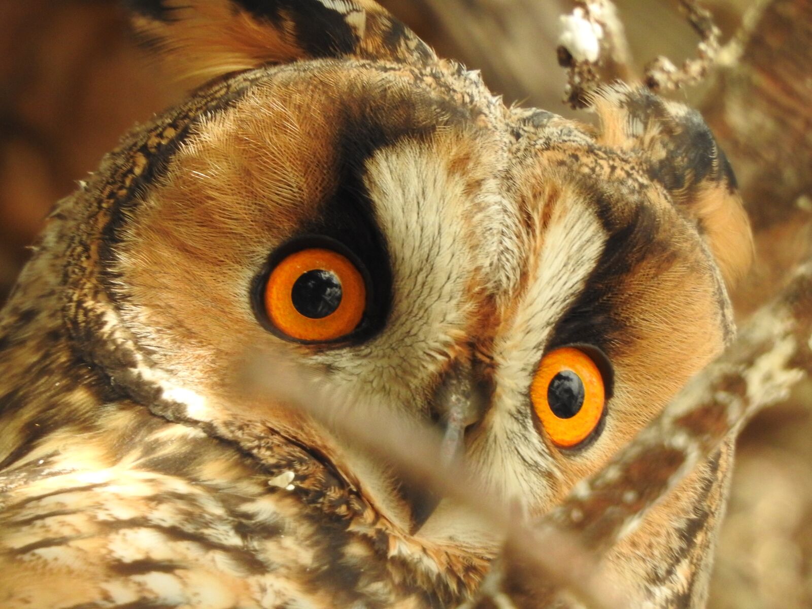 Nikon Coolpix P900 sample photo. Owl, long eared owl photography