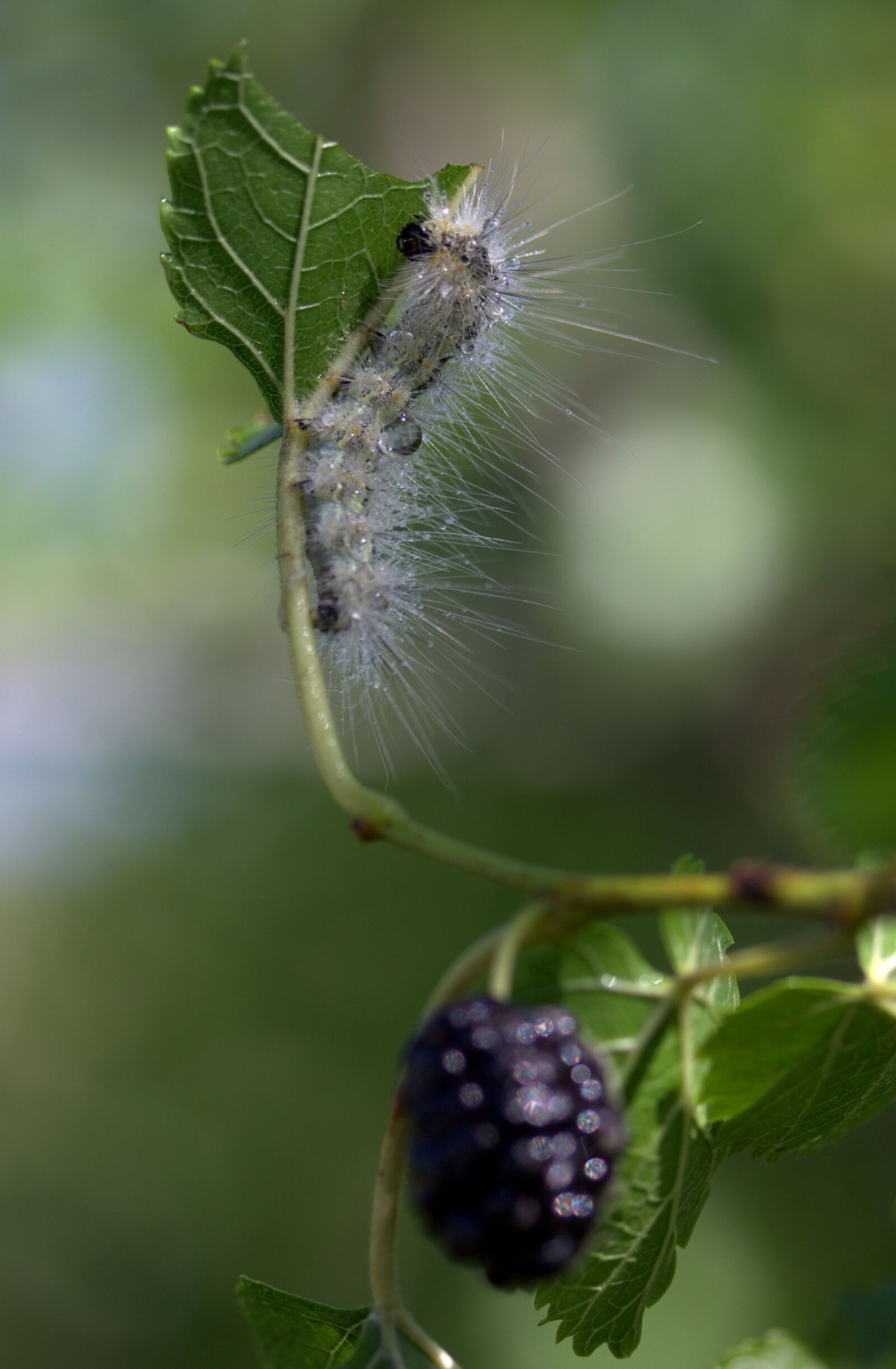 Canon EF-S 60mm F2.8 Macro USM sample photo. Caterpillar, millipede, duda photography