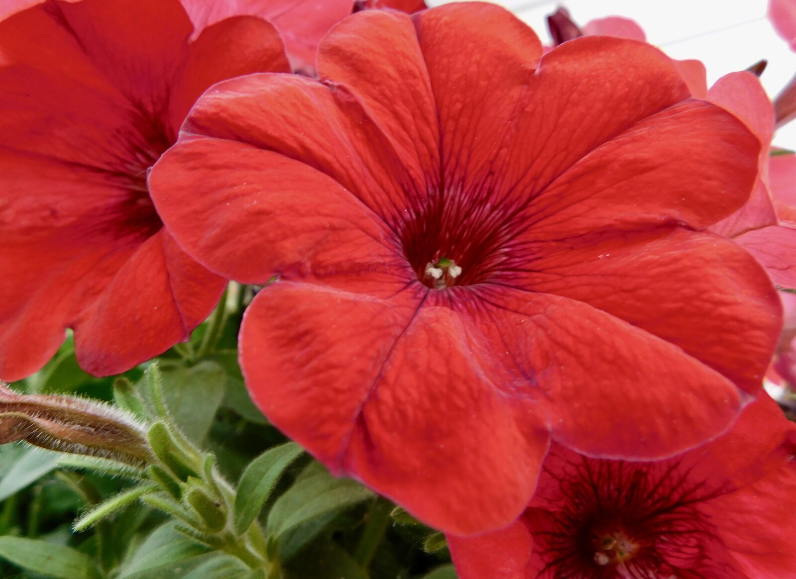 Nikon Coolpix B500 sample photo. Red, petunias, flowers photography