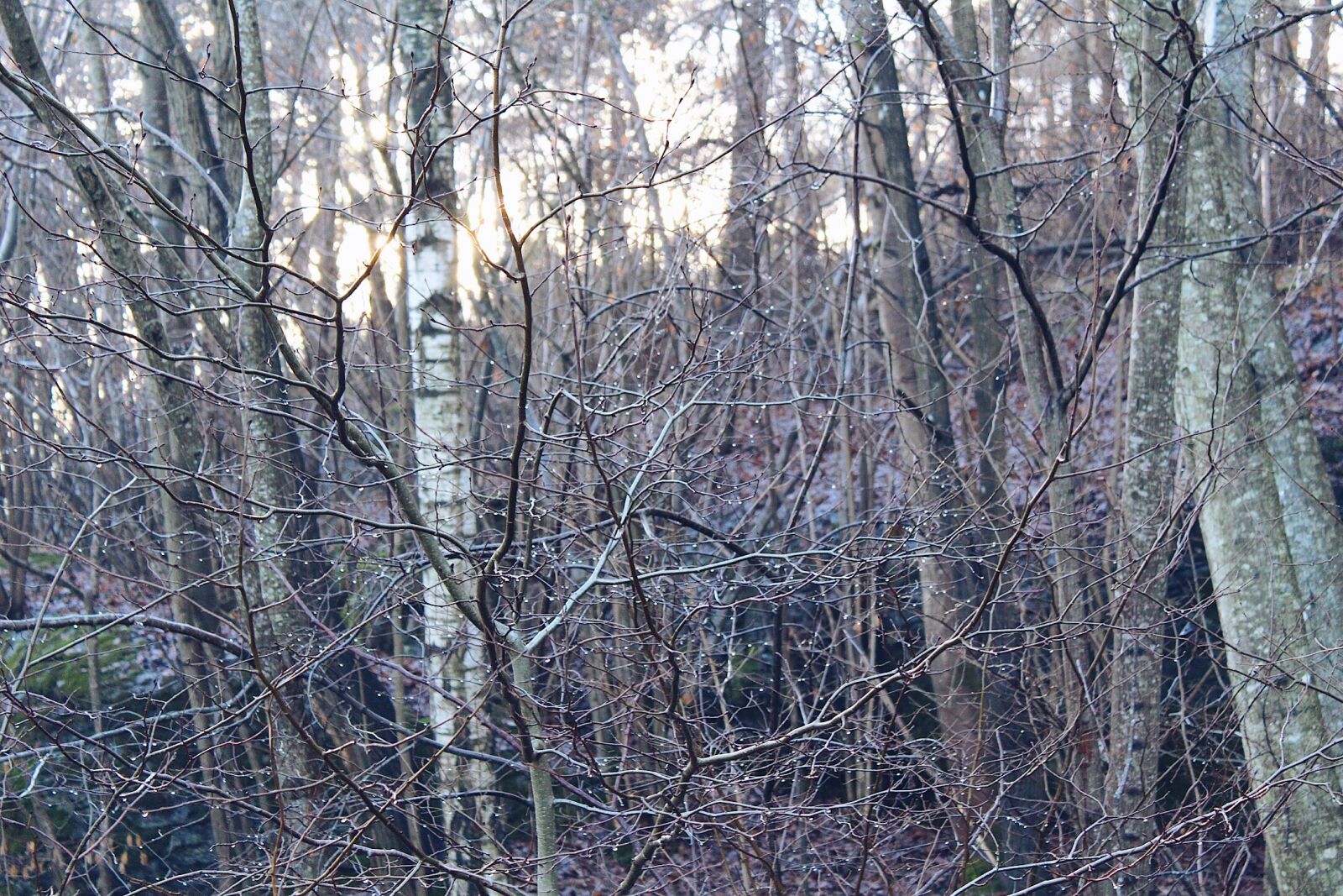 Canon EOS 100D (EOS Rebel SL1 / EOS Kiss X7) sample photo. Photo, of, withered, trees photography