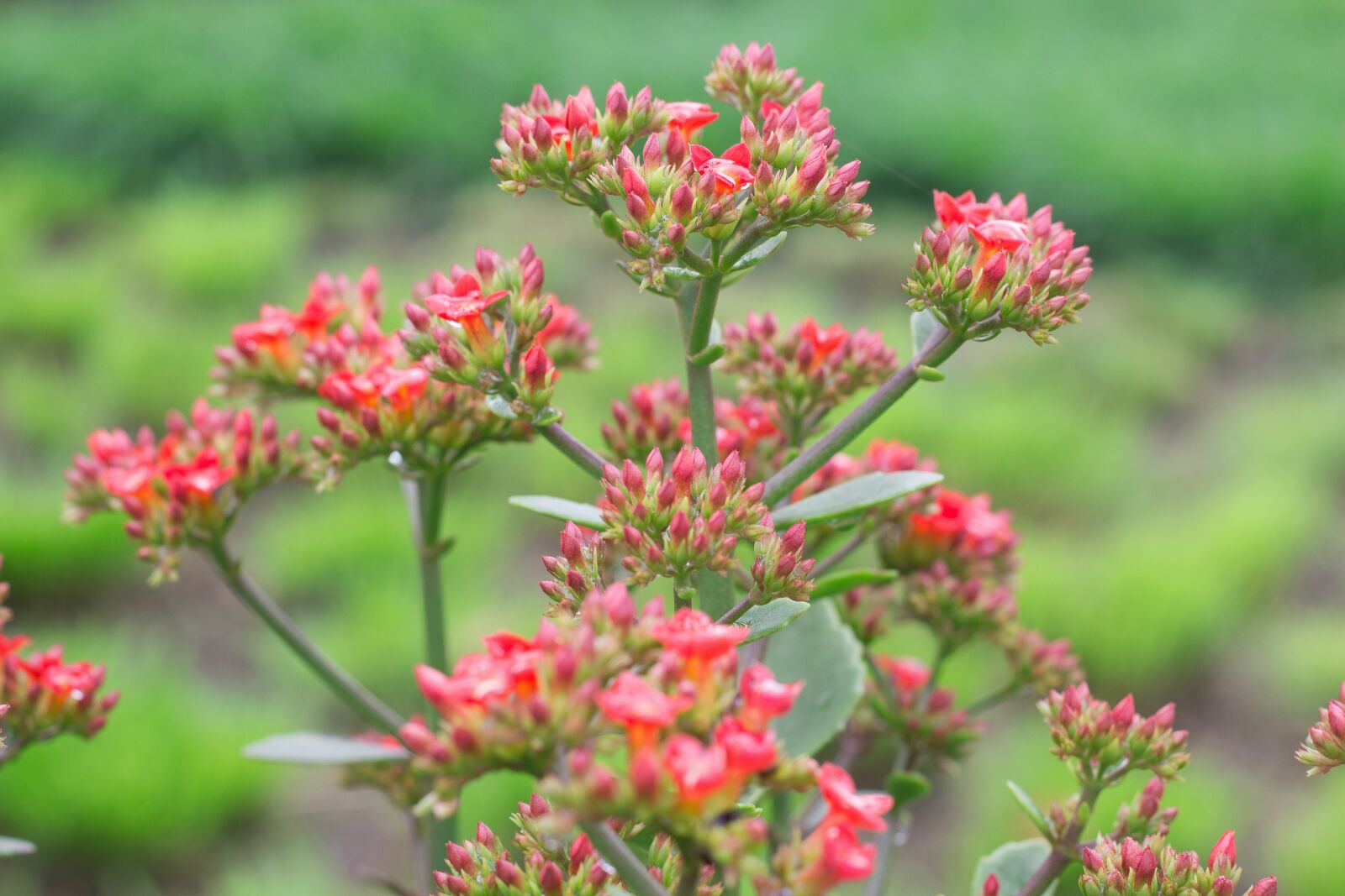 Canon EF 50mm F1.8 STM sample photo. Kalanchoe pinnata, syn, bryophyllum photography