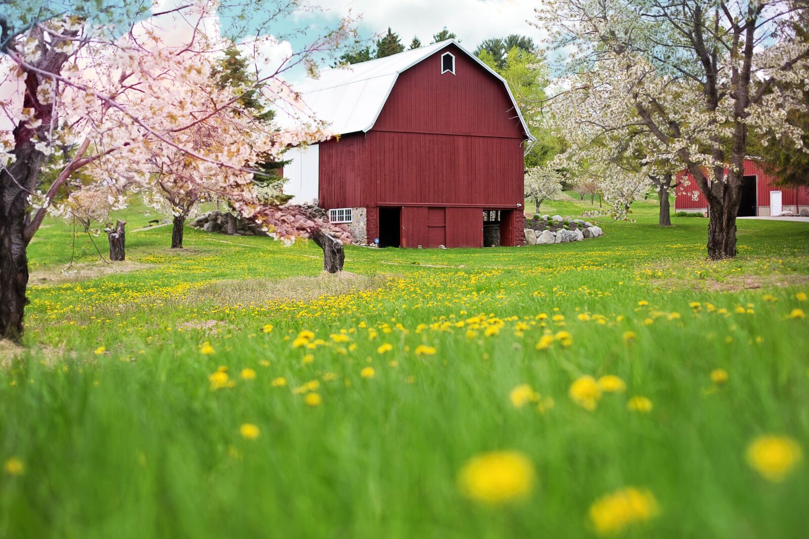 Canon EF 50mm F1.4 USM sample photo. Red barn, spring, flowering photography