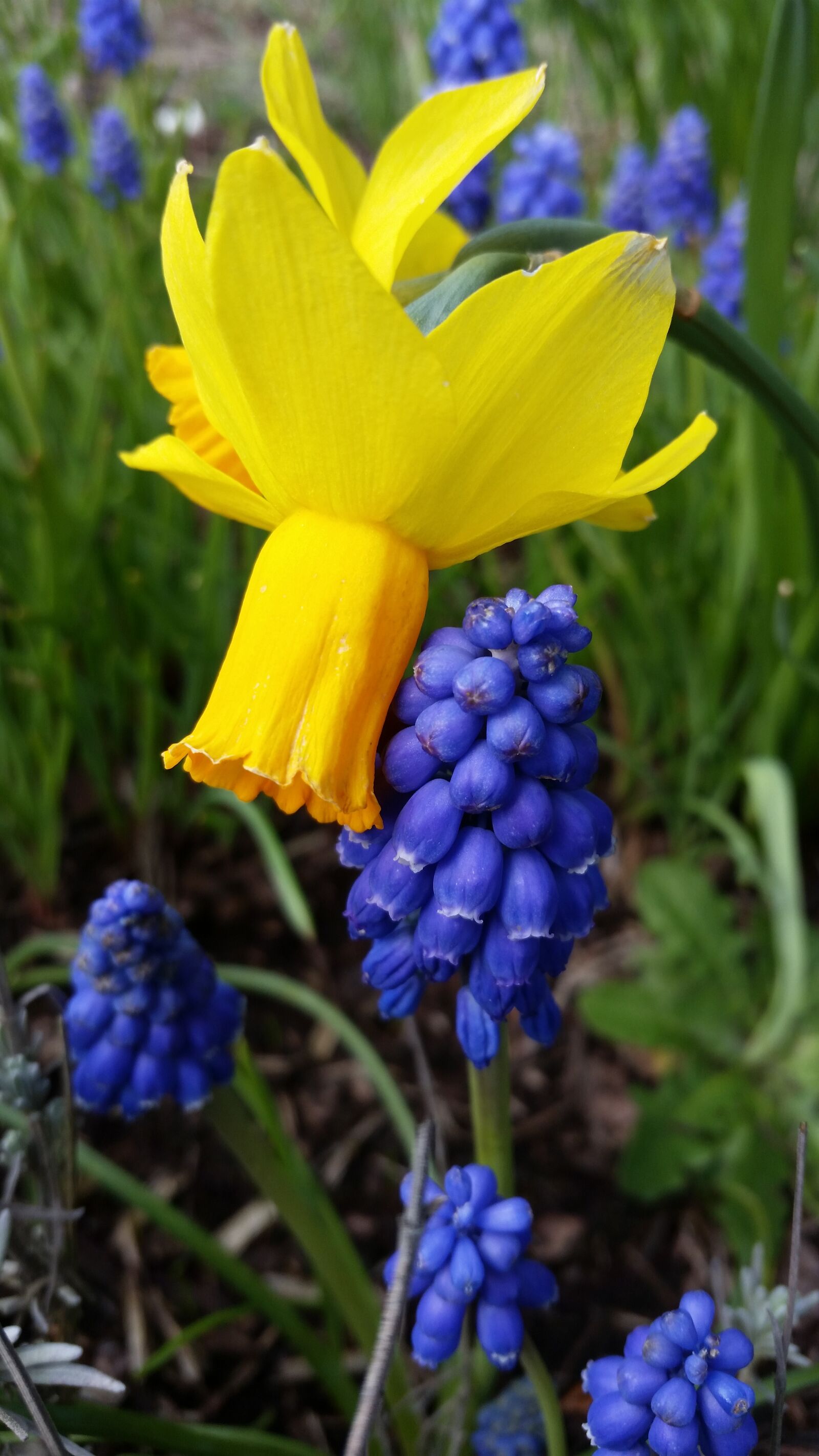 Samsung Galaxy S5 sample photo. Nature, flower, flora photography