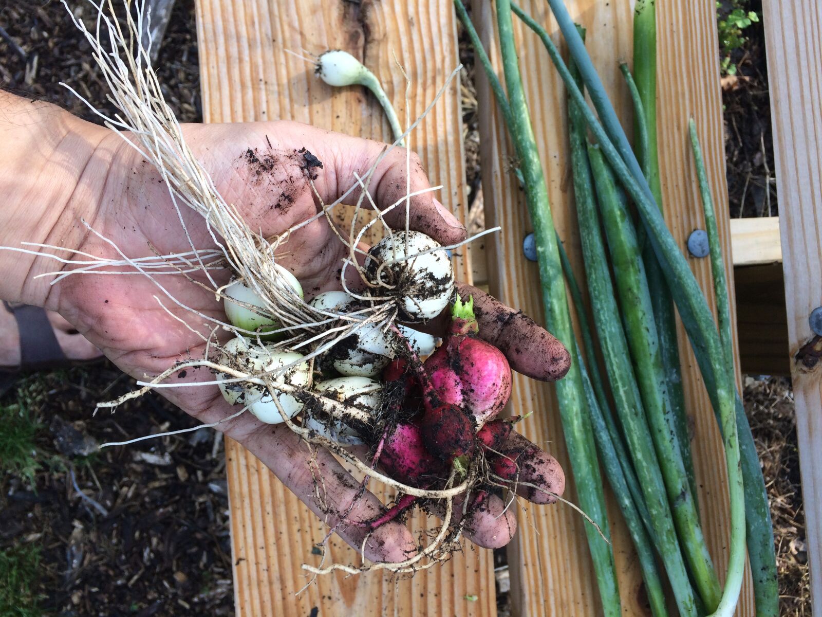 iPhone 5s back camera 4.15mm f/2.2 sample photo. Dirt, earth, fresh, vegetables photography