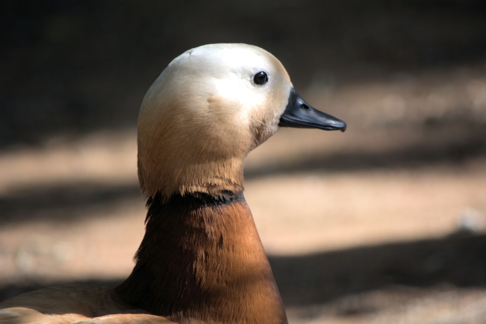 Nikon D5200 sample photo. Duck, brown and white photography