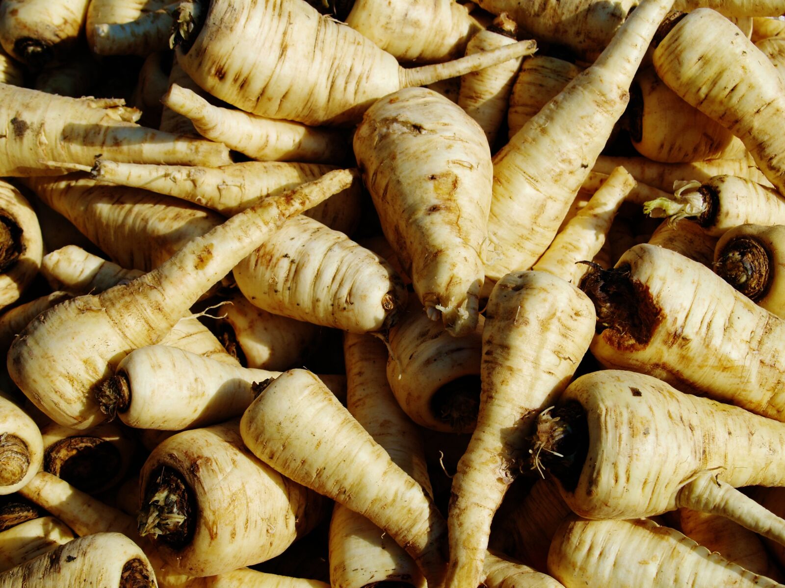 Olympus E-330 (EVOLT E-330) sample photo. Root, vegetable, food photography