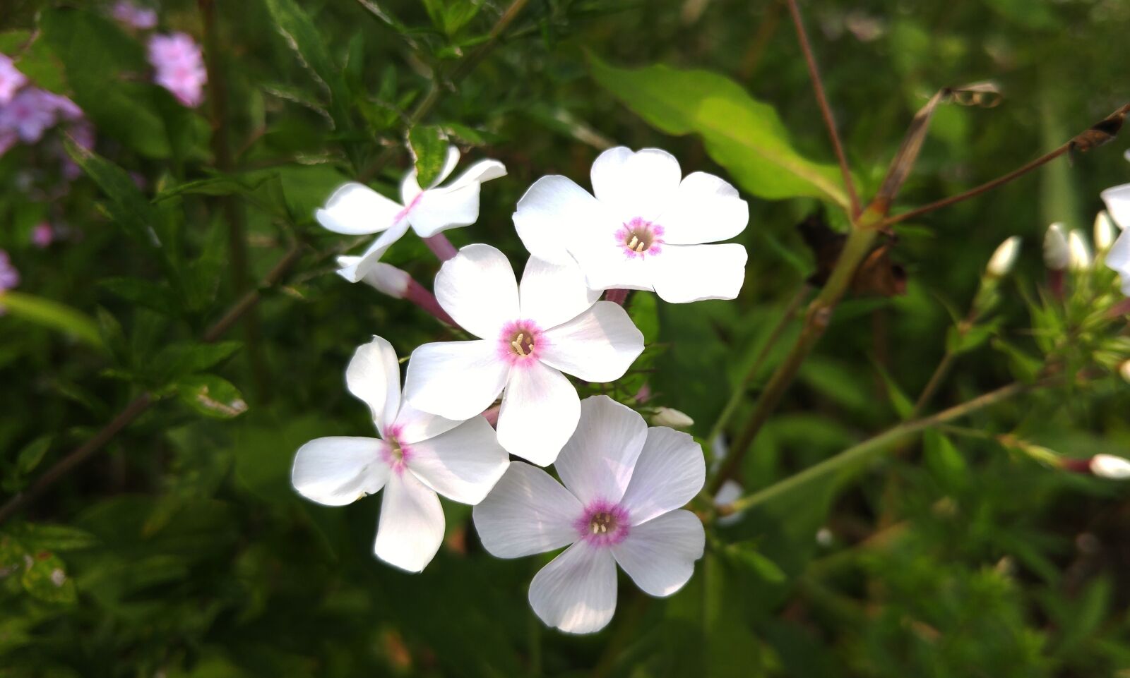 LG G4 sample photo. Flowers, white flower, nature photography