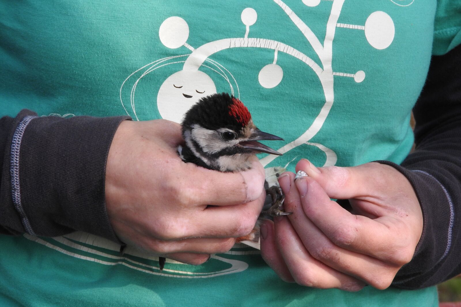 Nikon Coolpix P610 sample photo. Ornithology, ringing of birds photography