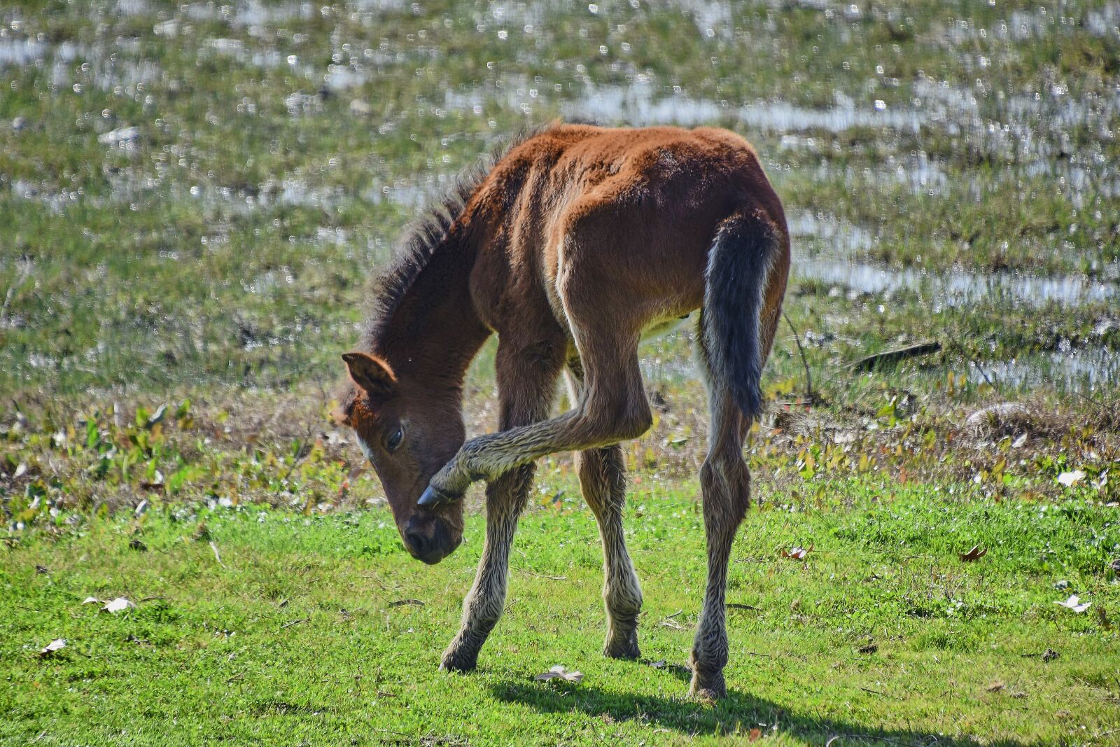 Nikon D7200 sample photo. Marsh, colt, water photography