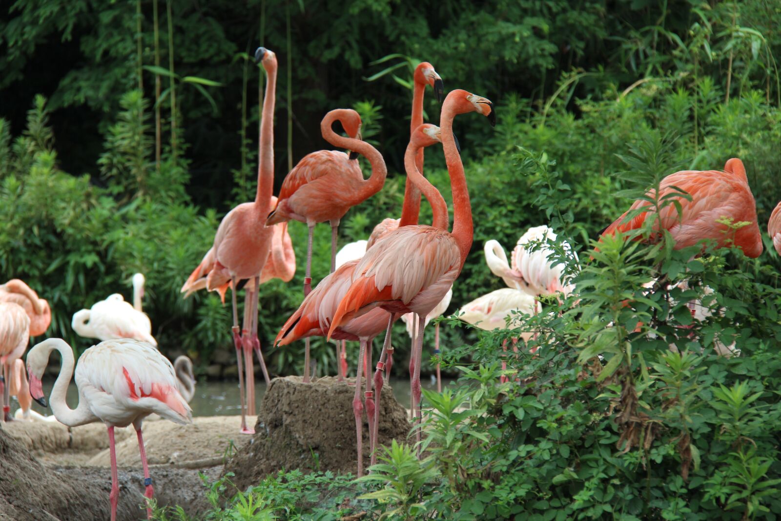 Canon EF-S 18-200mm F3.5-5.6 IS sample photo. Bird, animal, summer photography
