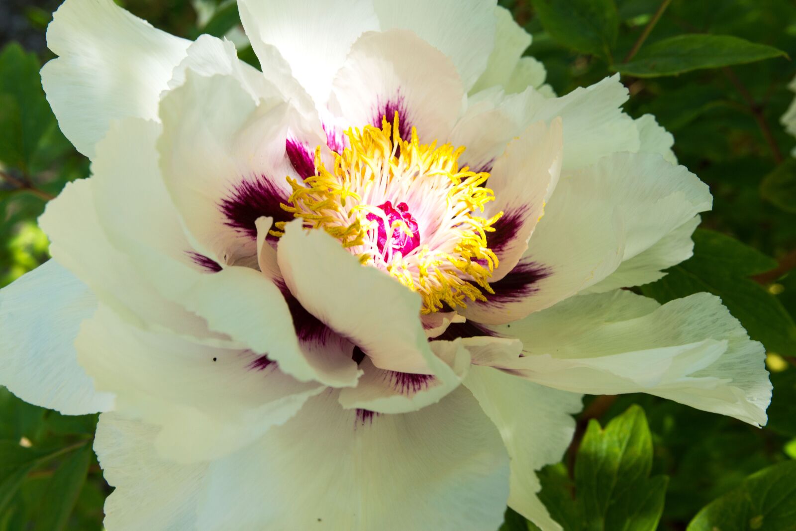 DT 18-35mm F1.8 sample photo. Peony, white, blossom photography