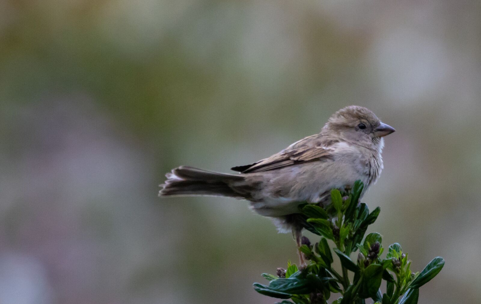 150-600mm F5-6.3 DG OS HSM | Contemporary 015 sample photo. Sparrow, hedge sparrow, female photography