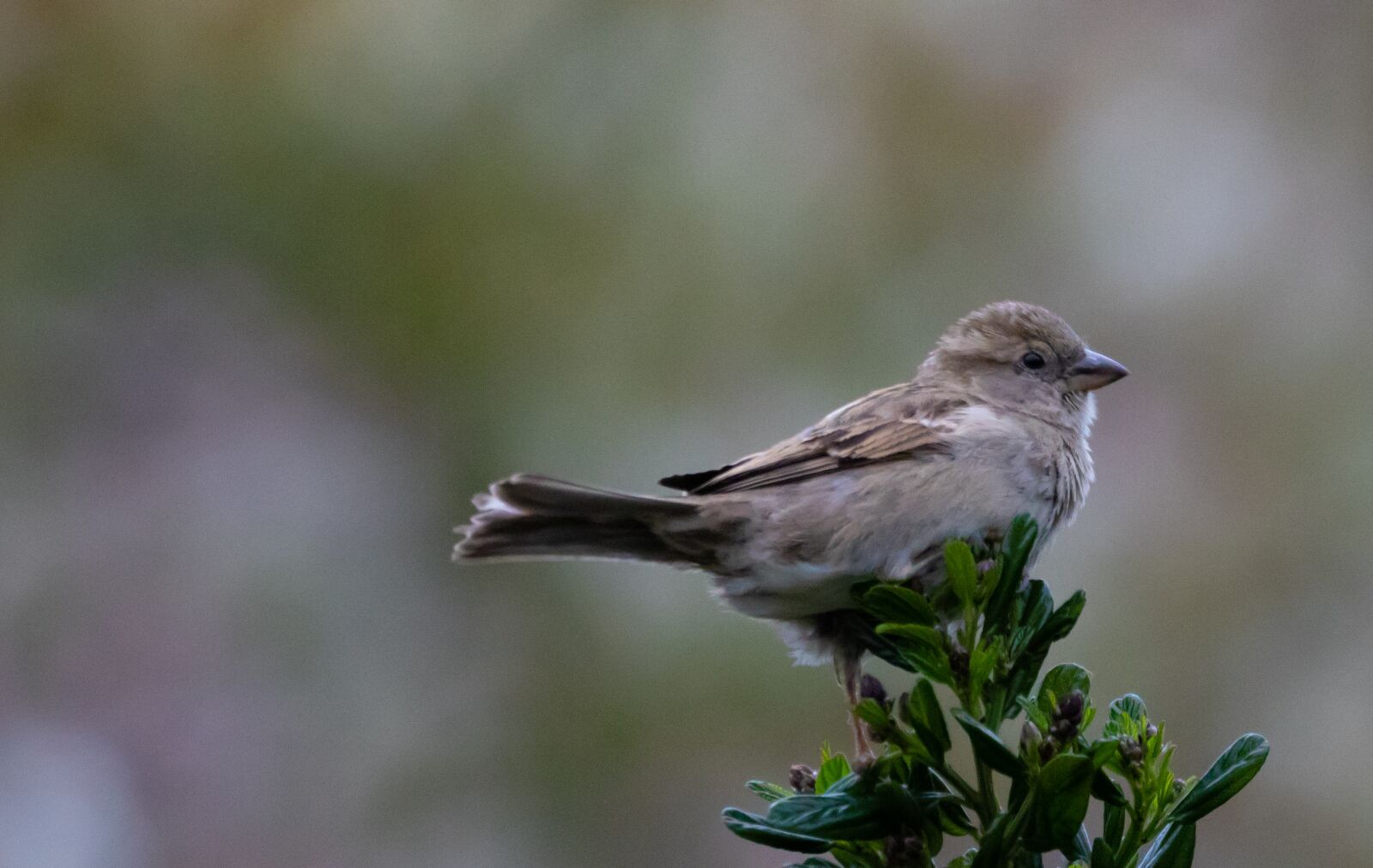 Canon EOS 7D Mark II + 150-600mm F5-6.3 DG OS HSM | Contemporary 015 sample photo. Sparrow, hedge sparrow, female photography