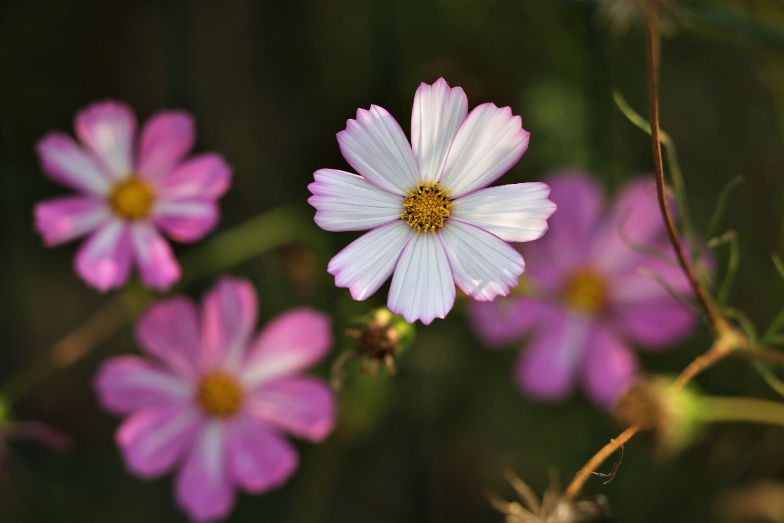 Canon EF 70-300 F4-5.6 IS II USM sample photo. Pink and white cosmos photography