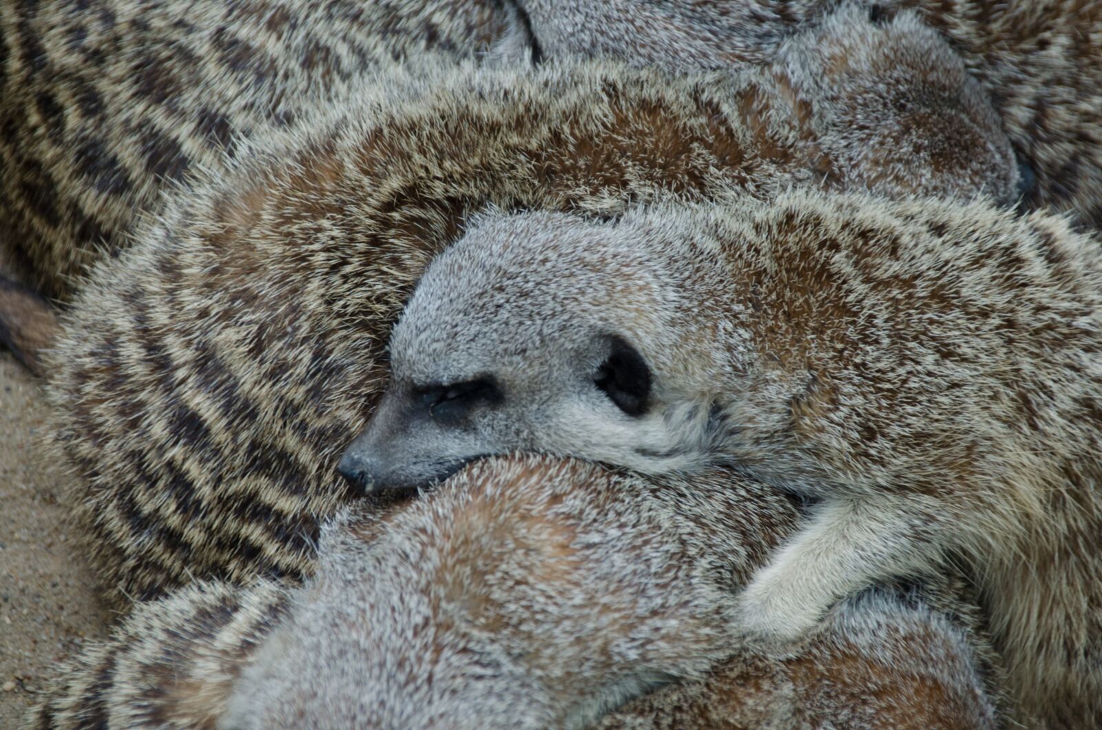 Nikon D5100 sample photo. Meerkat, zoo, animals photography