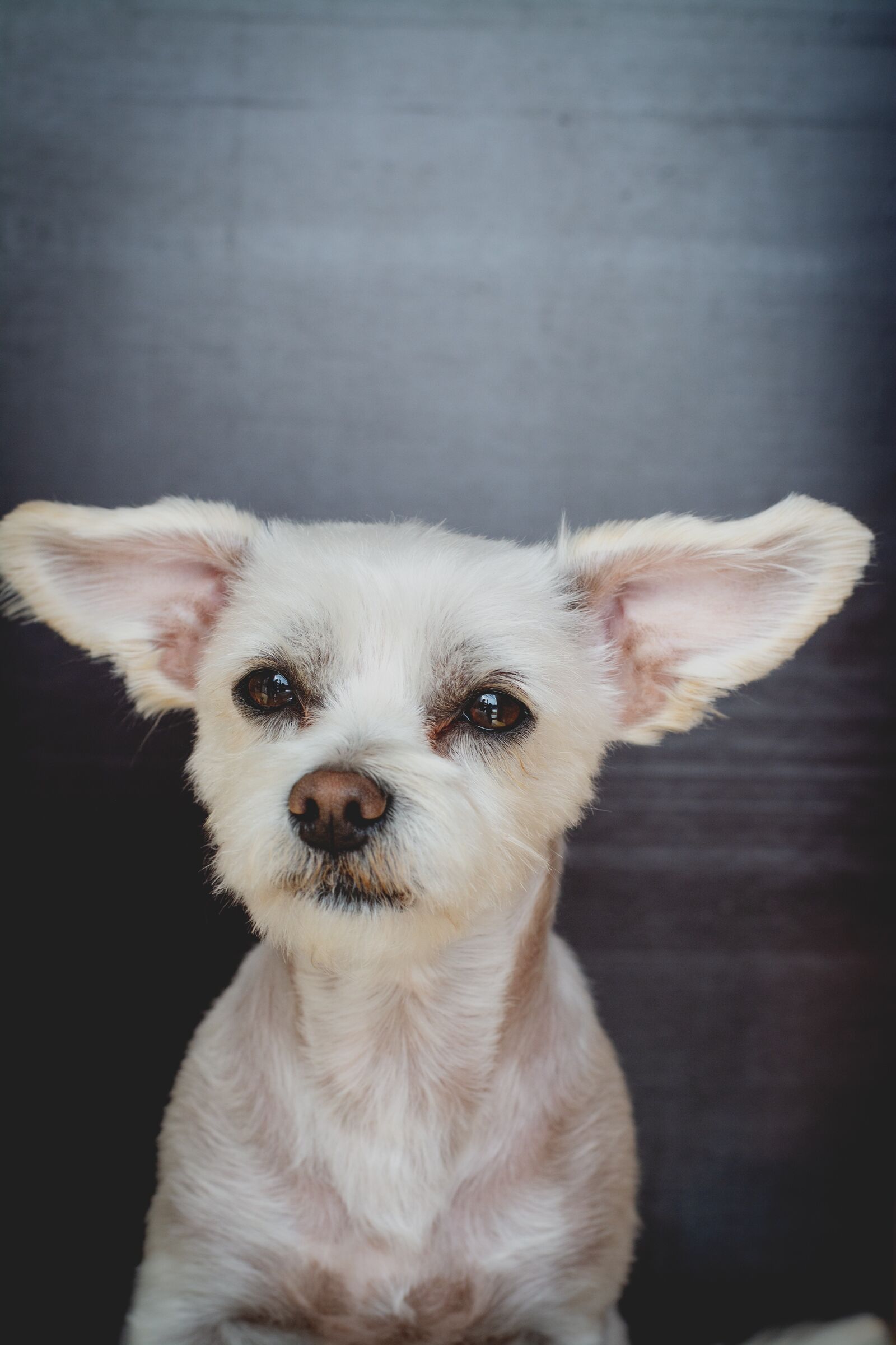 Nikon D7100 sample photo. Dog, maltese-havanese, hybrid photography
