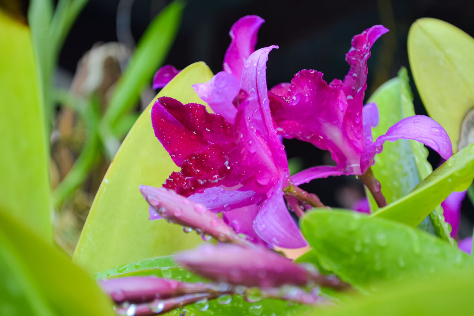 Nikon D3100 sample photo. Macro, sunlight, flower garden photography