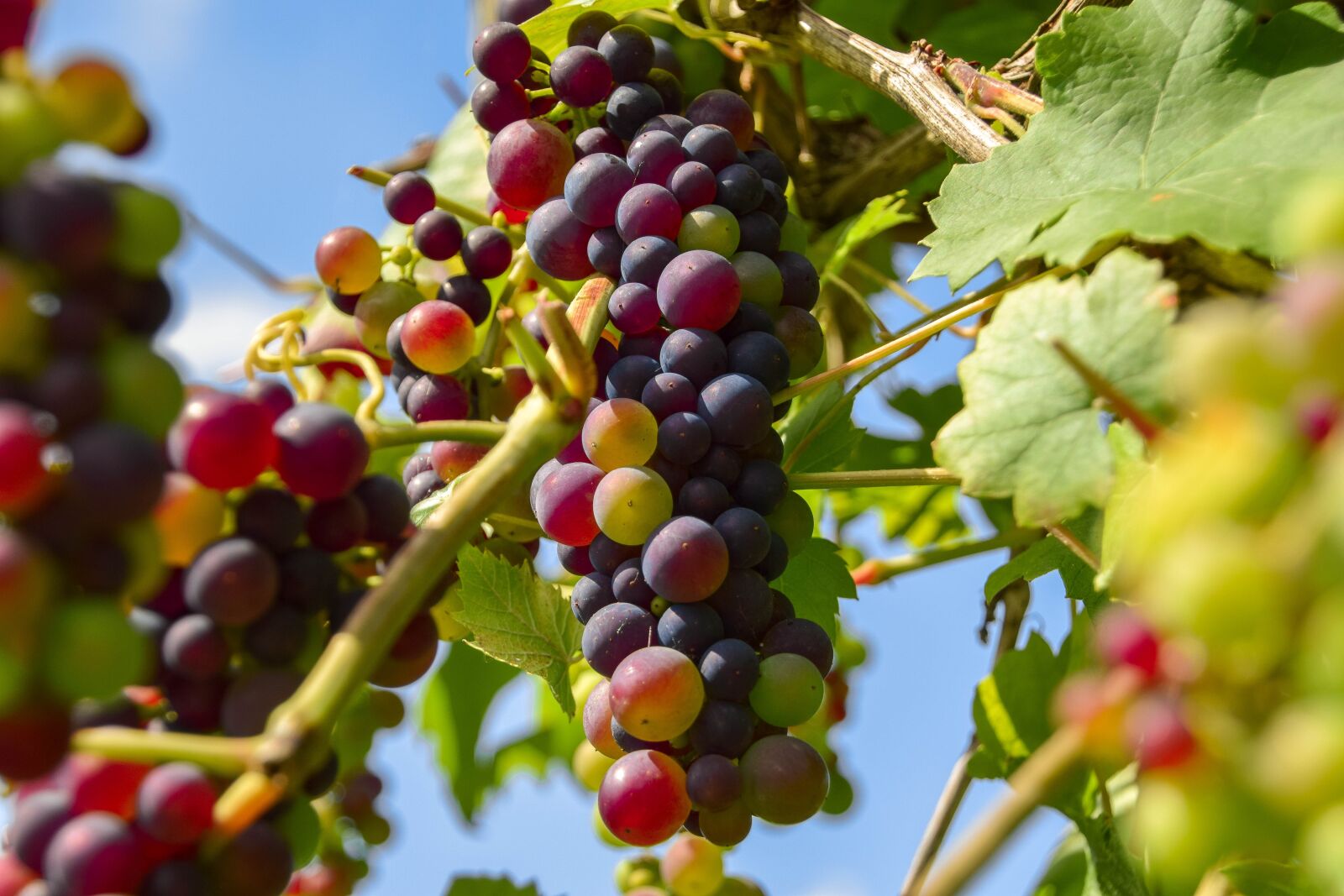 Nikon D3300 sample photo. Grapes, fruit, winegrowing photography