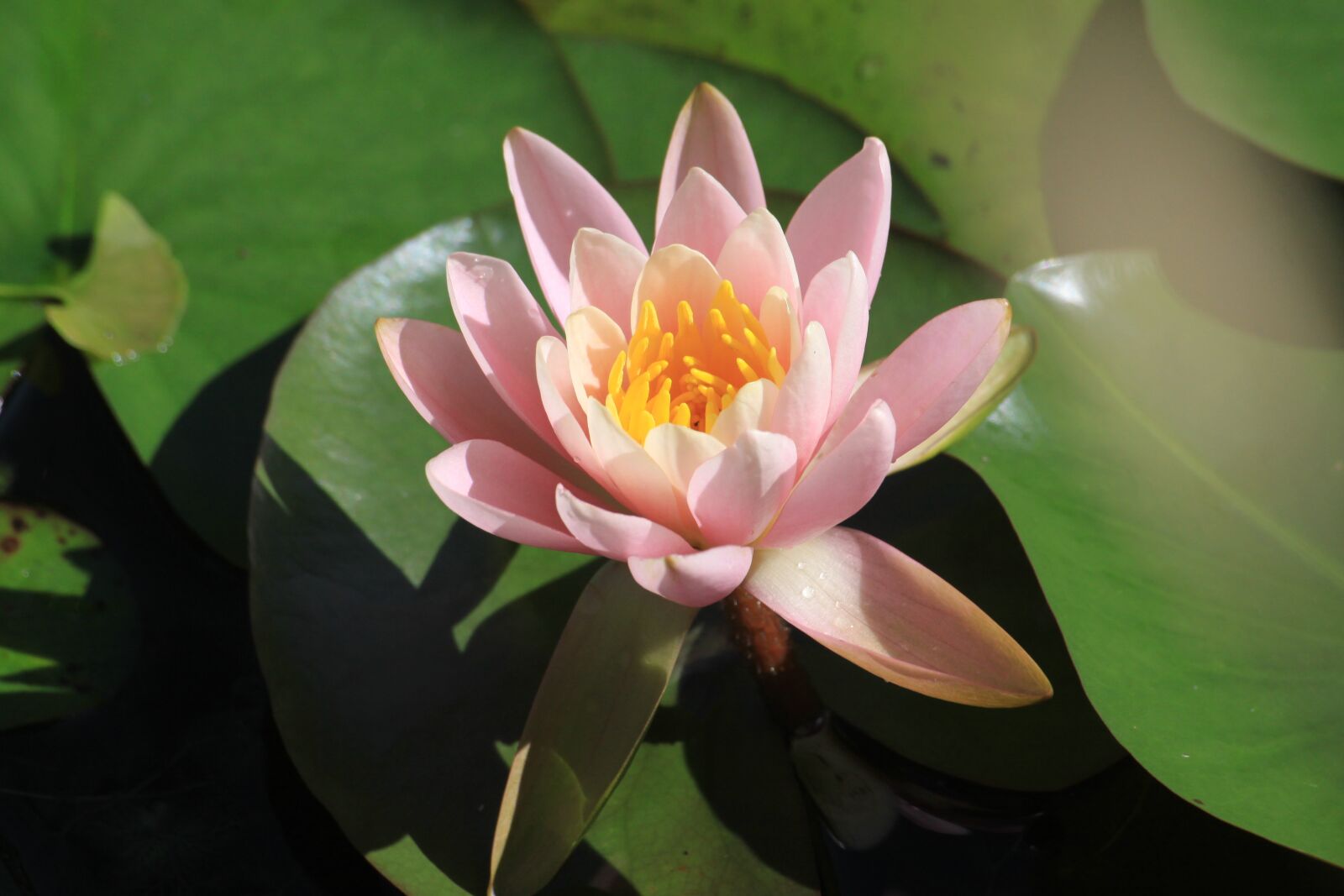 Canon EOS 50D sample photo. Lotus, pond, flowers photography