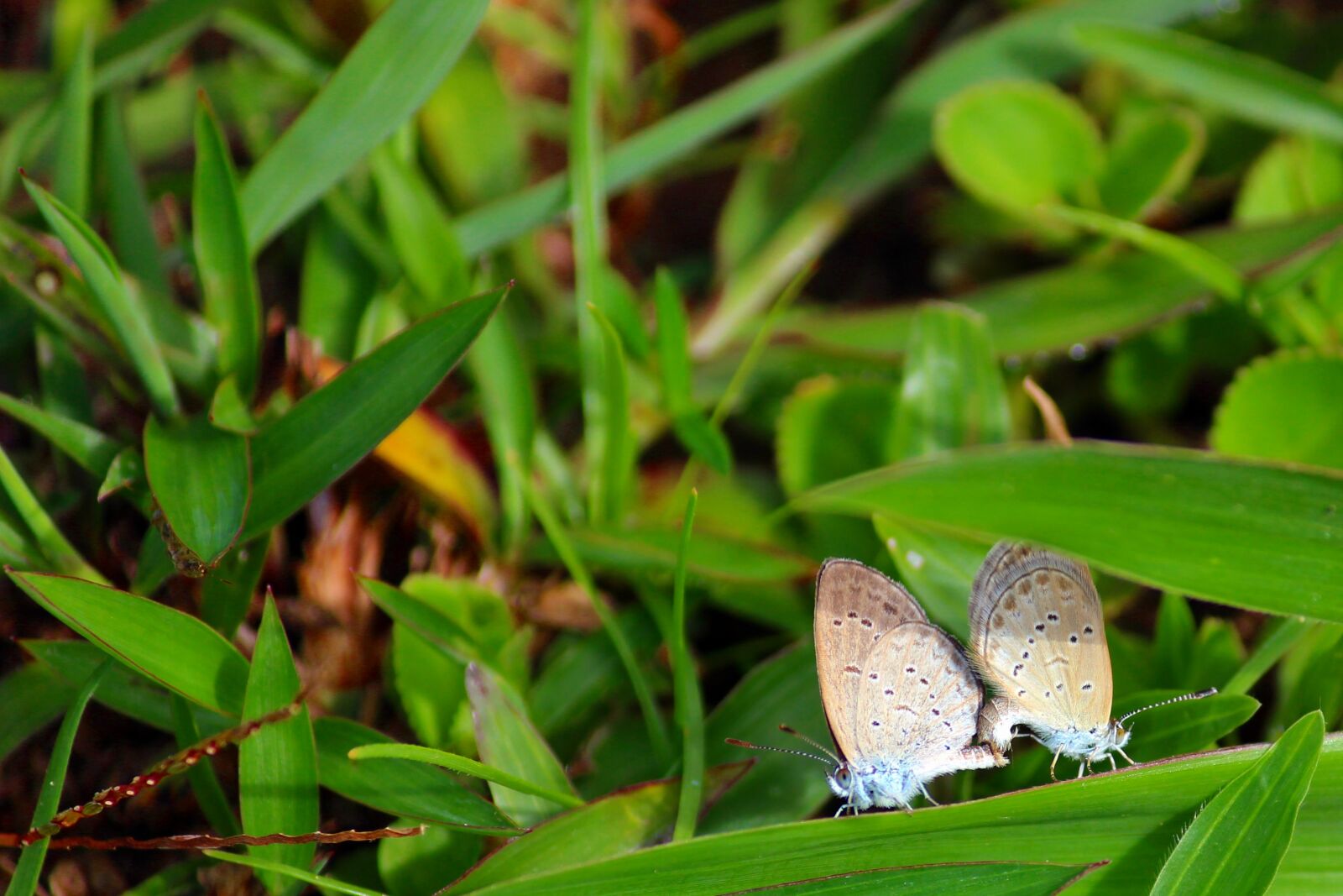 Canon EOS 600D (Rebel EOS T3i / EOS Kiss X5) sample photo. Butterfly, mating, couple photography