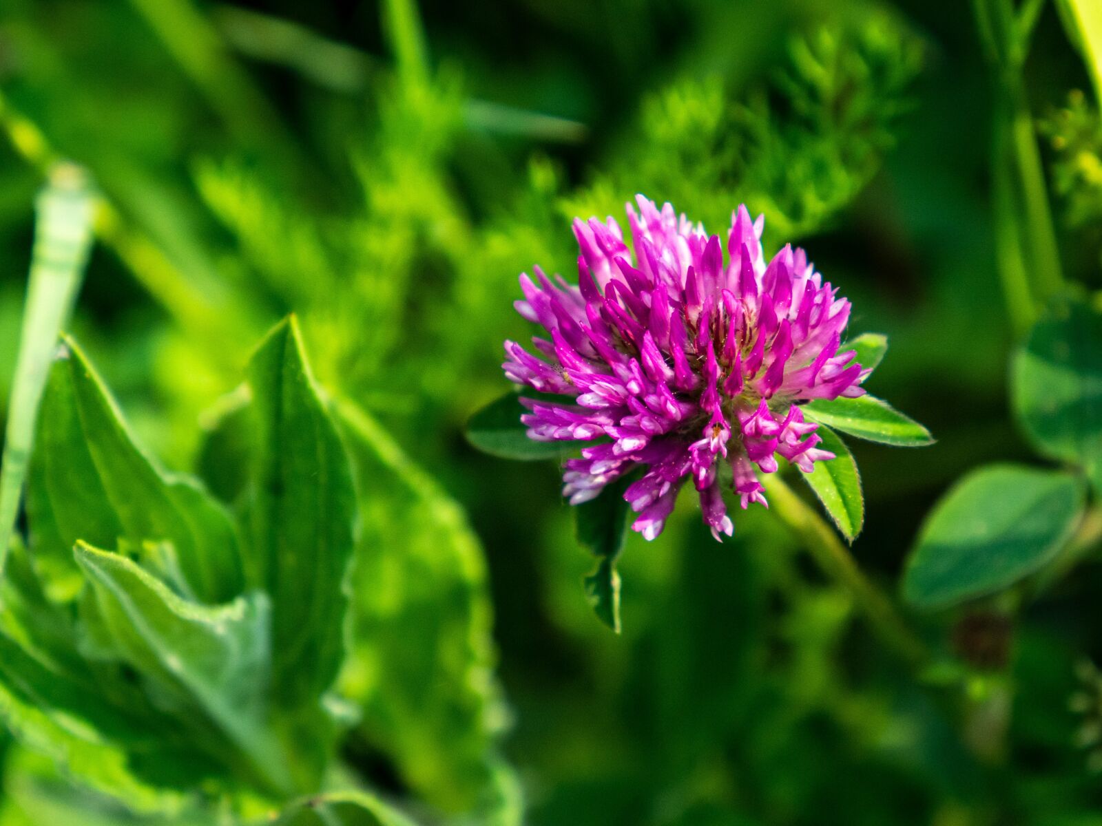 Olympus M.Zuiko Digital ED 12-200mm F3.5-6.3 sample photo. Clover, meadow, green photography