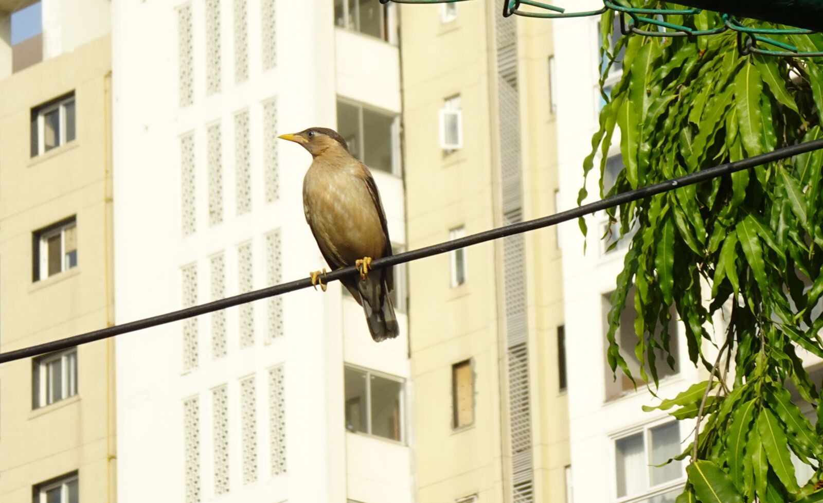 Sony DSC-WX800 sample photo. Bird, myna, mynah photography