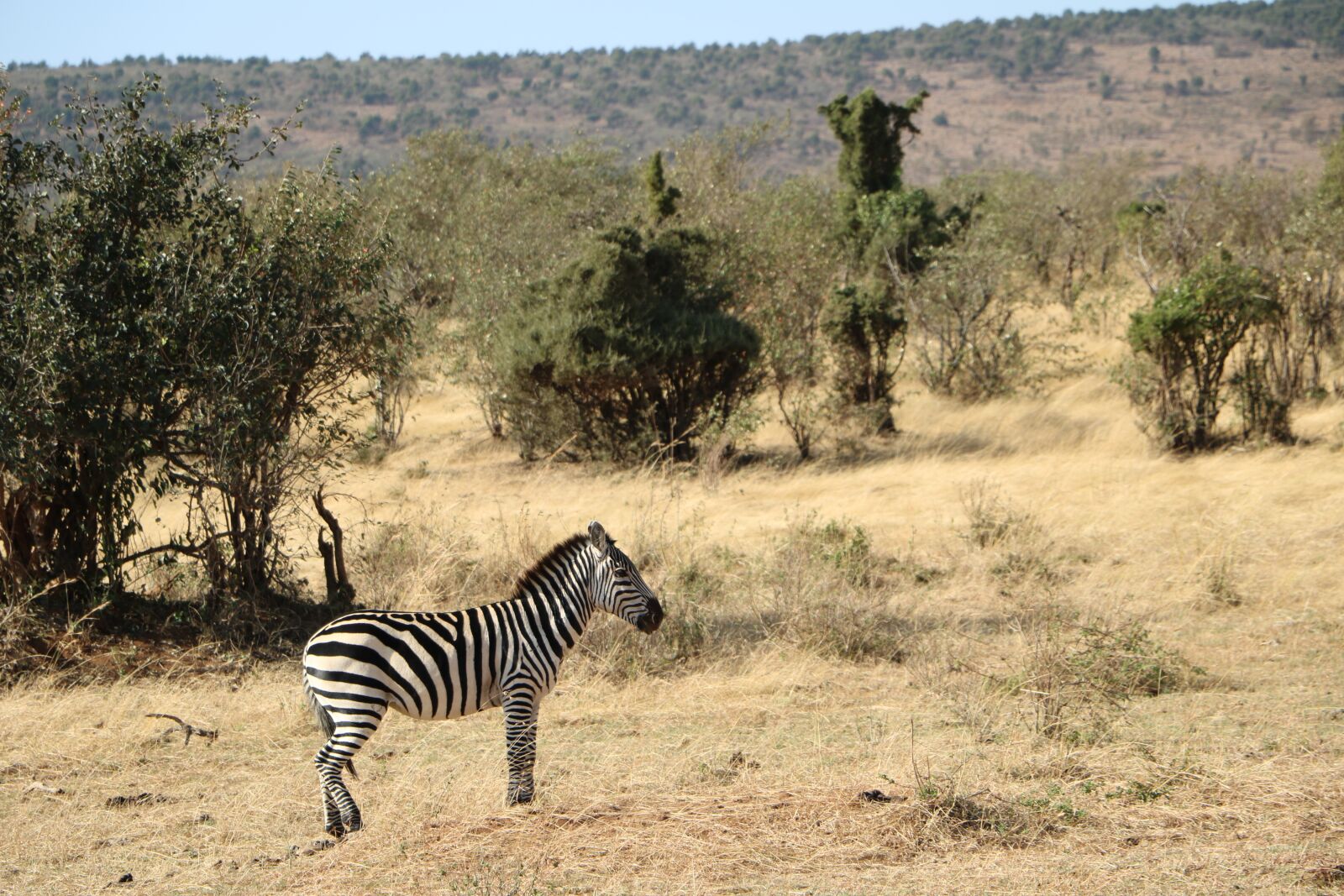 Canon EOS 760D (EOS Rebel T6s / EOS 8000D) sample photo. Zebra, safari, savanna photography