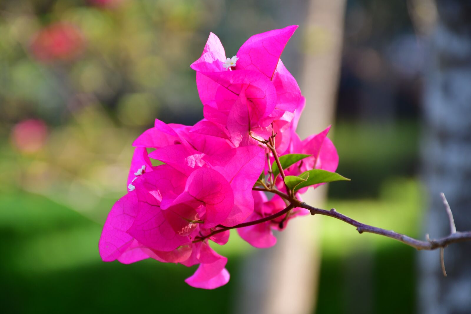 Nikon D7500 sample photo. Bougainvillea, flowers, pink photography