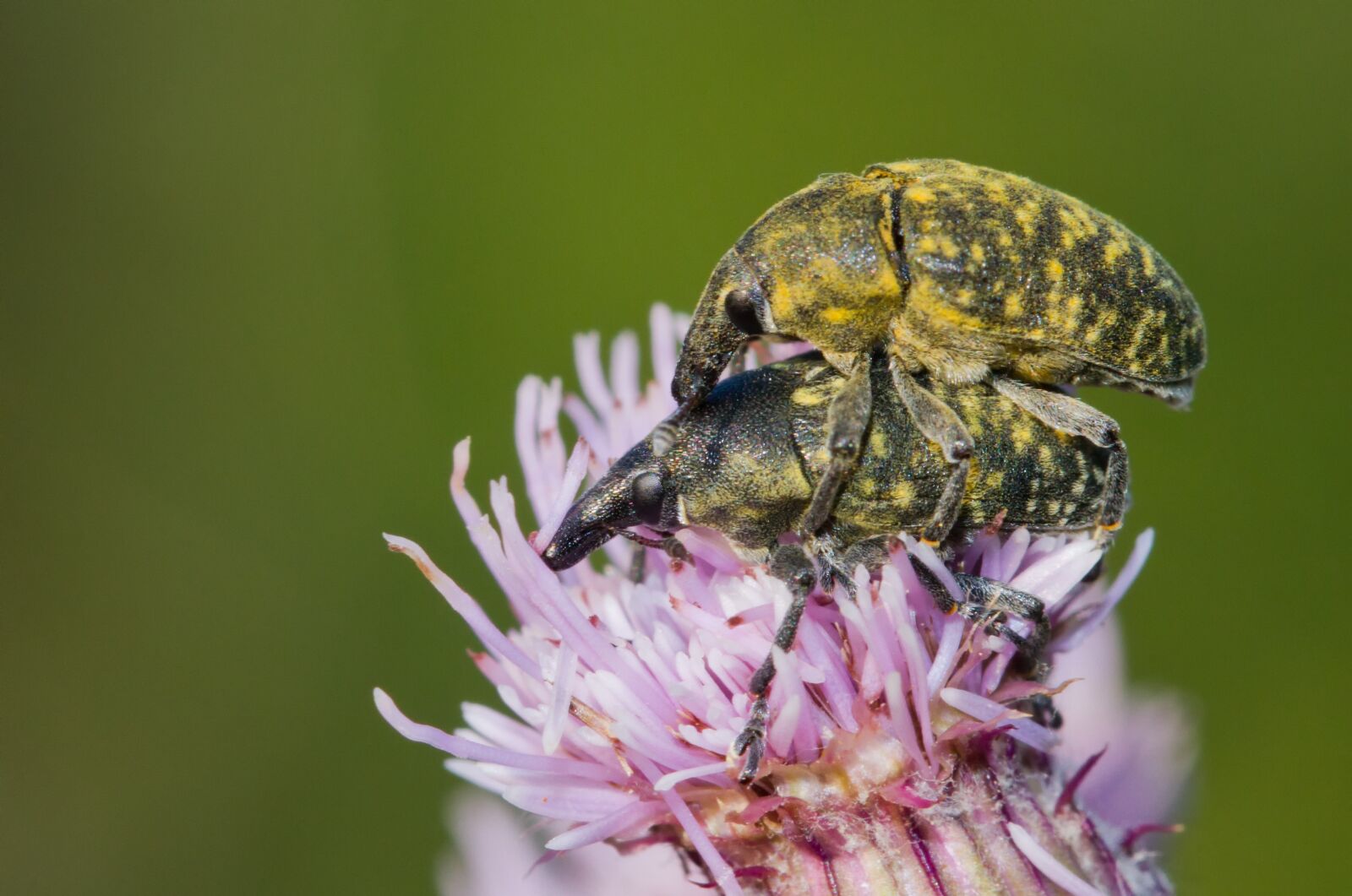 Canon EF 100mm F2.8L Macro IS USM sample photo. Kratzdistelrüssler, beetle, pairing photography