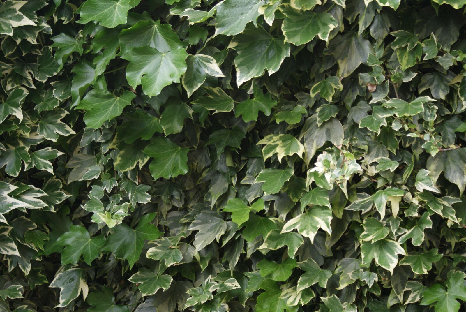 Sony Alpha DSLR-A230 sample photo. Leaf, green, nature photography