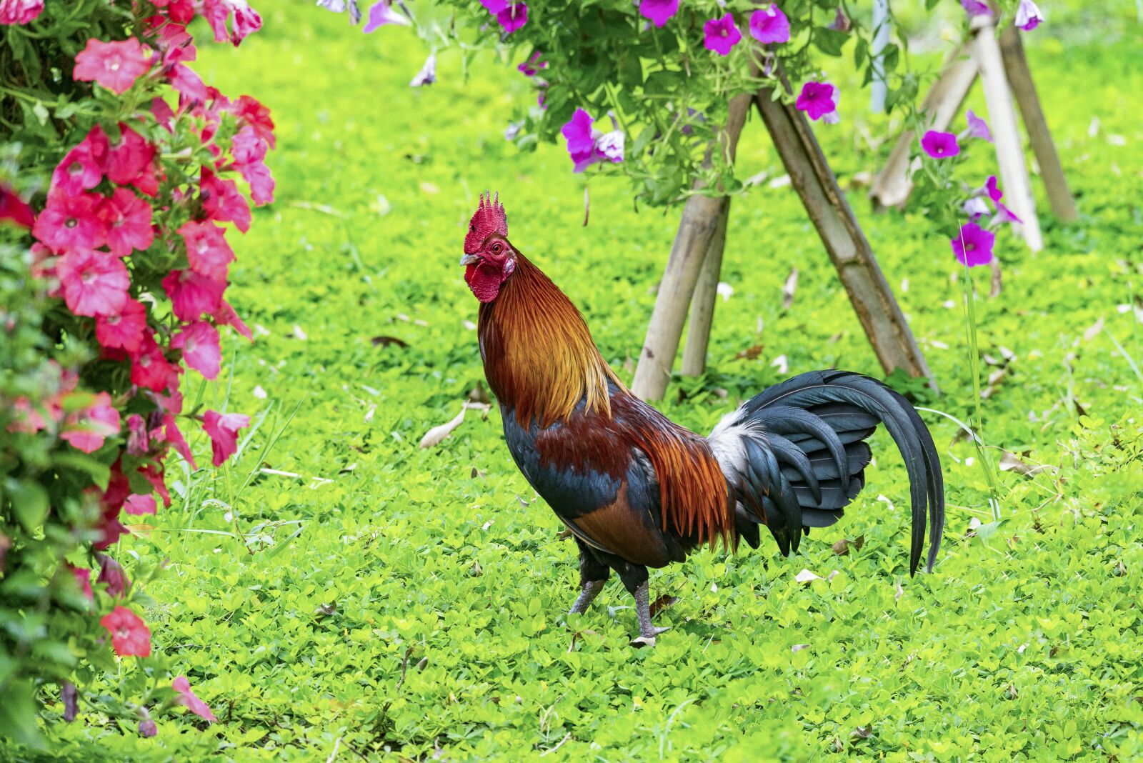 Nikon D810 sample photo. Chicken, rico, delicious photography