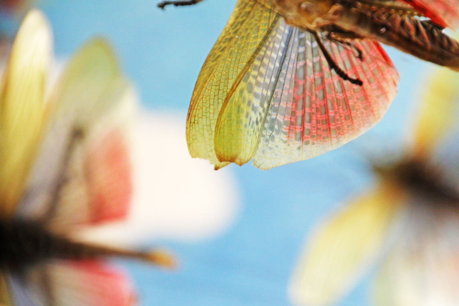 Canon EOS 7D Mark II sample photo. Blue, sky, colorful, eat photography