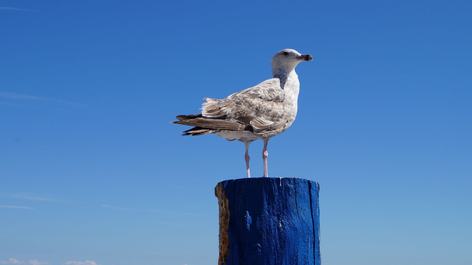 Sony SLT-A57 sample photo. Seagull, bird birds, sky photography