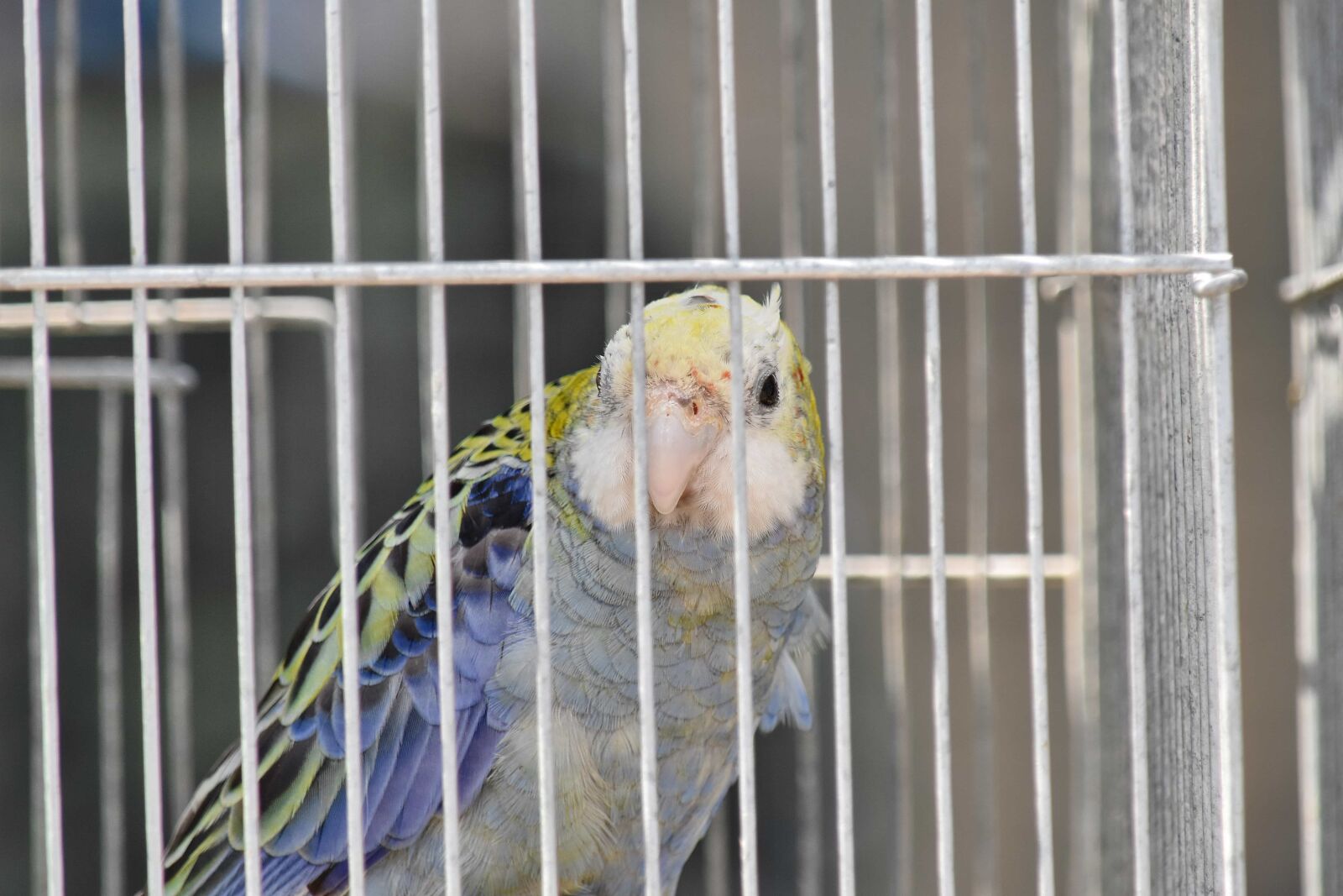 Nikon D5500 sample photo. Parrot, beak, animal, bird photography