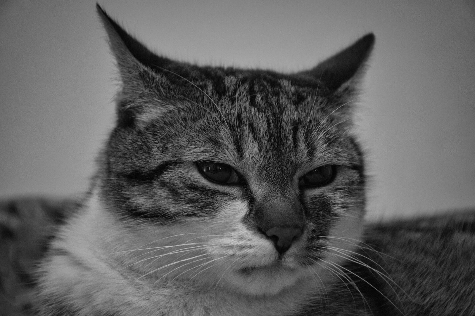 Nikon D5600 sample photo. Grayscale, black, white photography