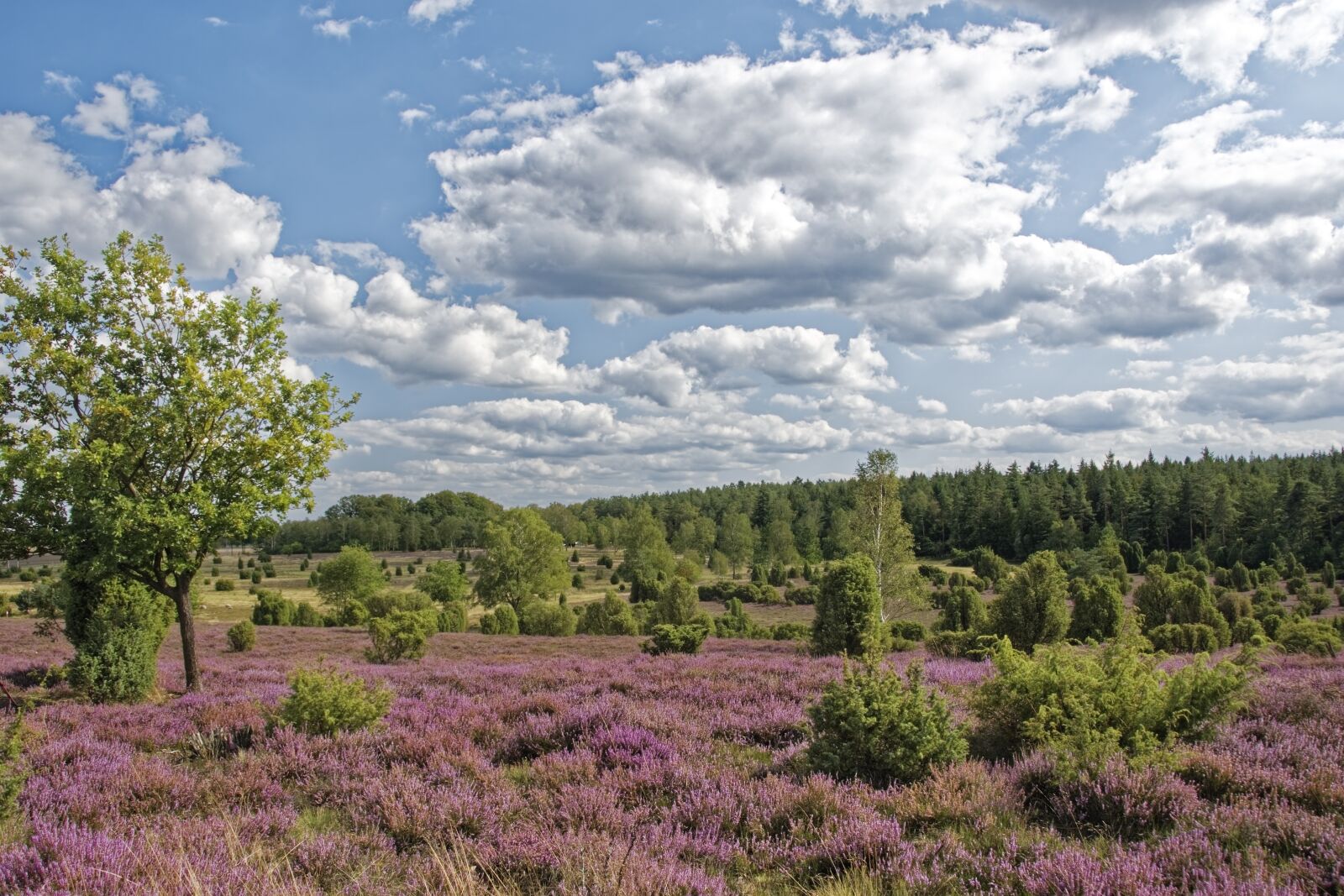 Nikon D500 sample photo. Germany, wacholderheide, eller village photography